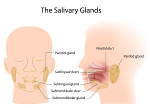 salivary