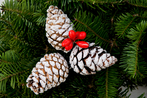 holly jolly smile sheridan wy