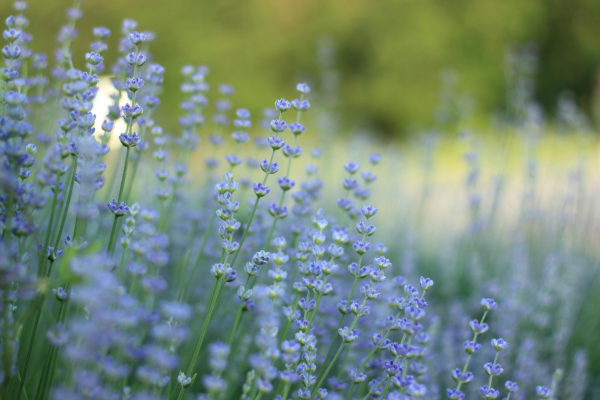 Spring Cleaning sheridan wy